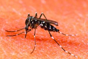 Aedes mosquito-01